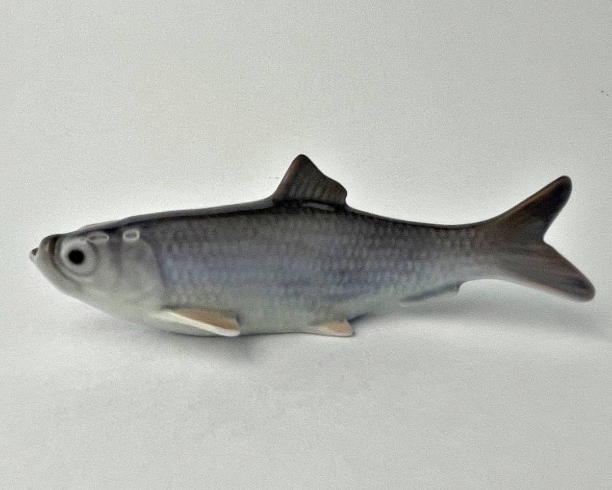 Amazon.co.jp: L16 ビングオーグレンダール B&G 魚 ニシン